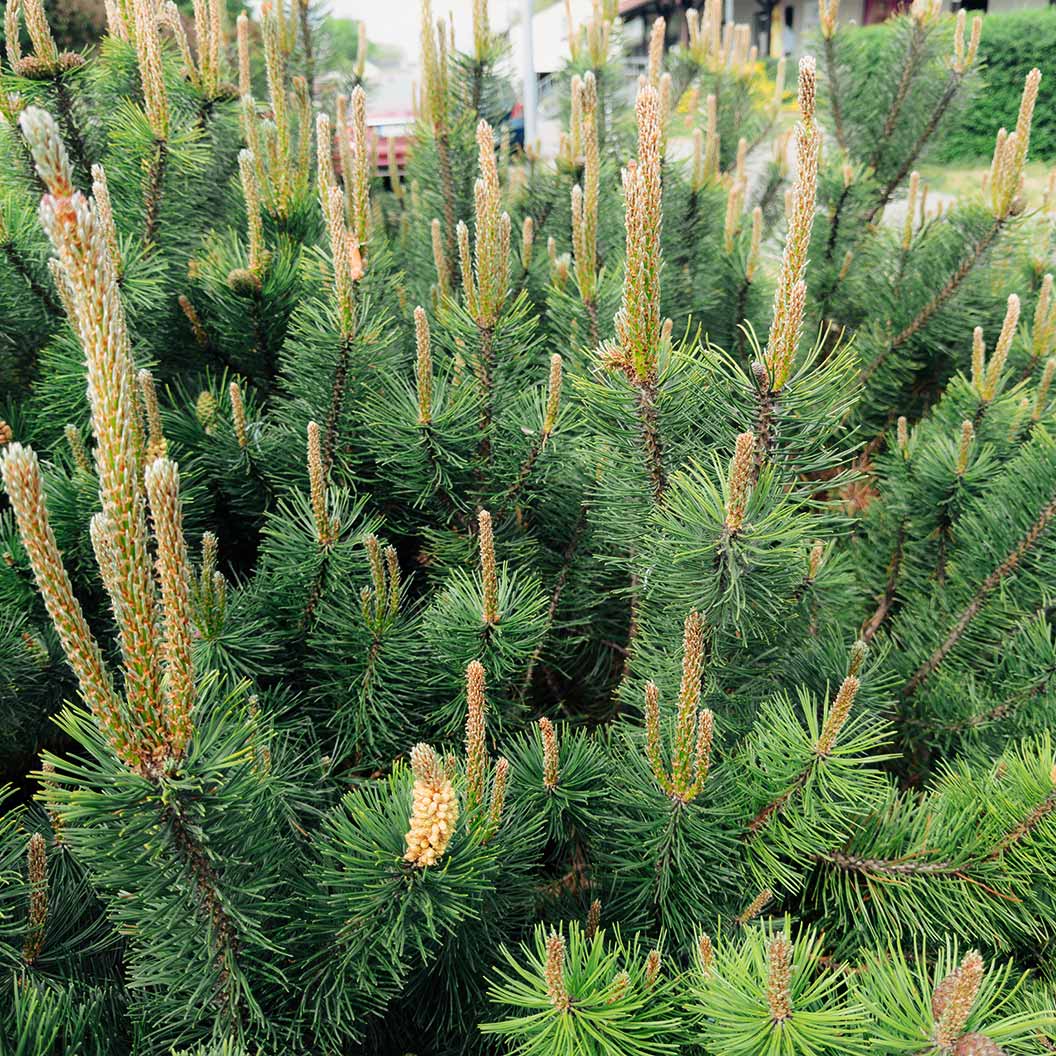 Emerald Arrow Bosnian Pine Tree 3 Emerald Arrow Bosnian Pine Tree