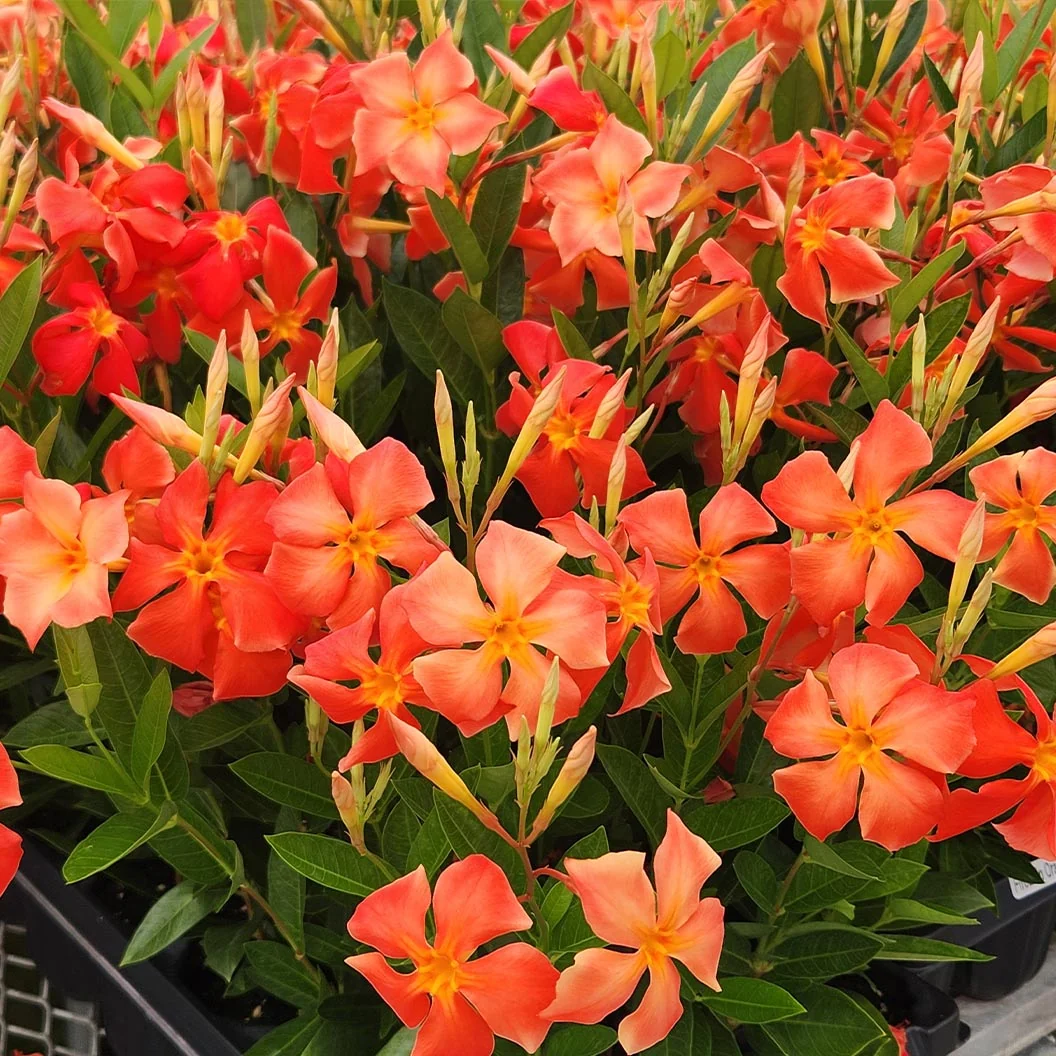 Sun Parasol® FiredUp™ Orange Mandevilla Plant 2 Sun Parasol® FiredUp™ Orange Mandevilla Plant