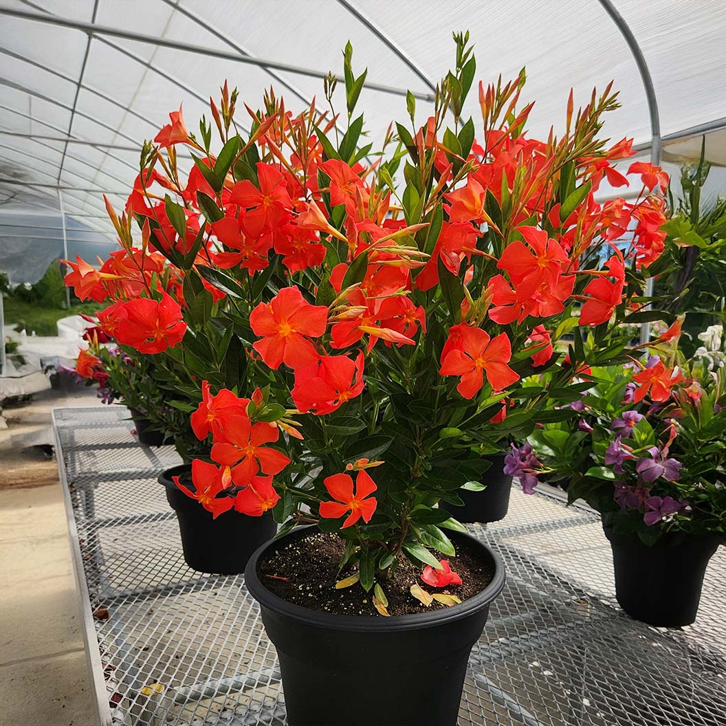 Sun Parasol® FiredUp™ Orange Mandevilla Plant 3 Sun Parasol® FiredUp™ Orange Mandevilla Plant