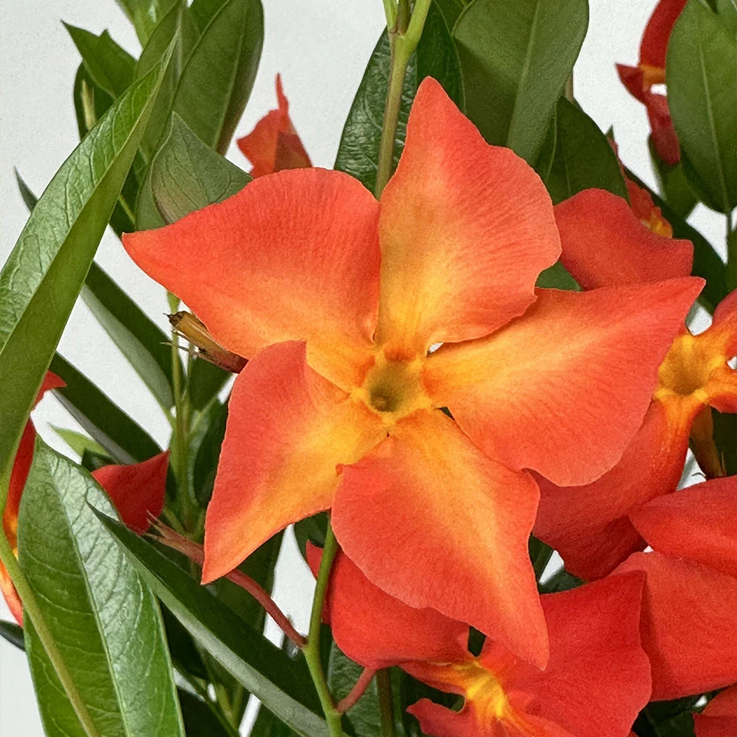 Sun Parasol® FiredUp™ Orange Mandevilla Plant 4 Sun Parasol® FiredUp™ Orange Mandevilla Plant