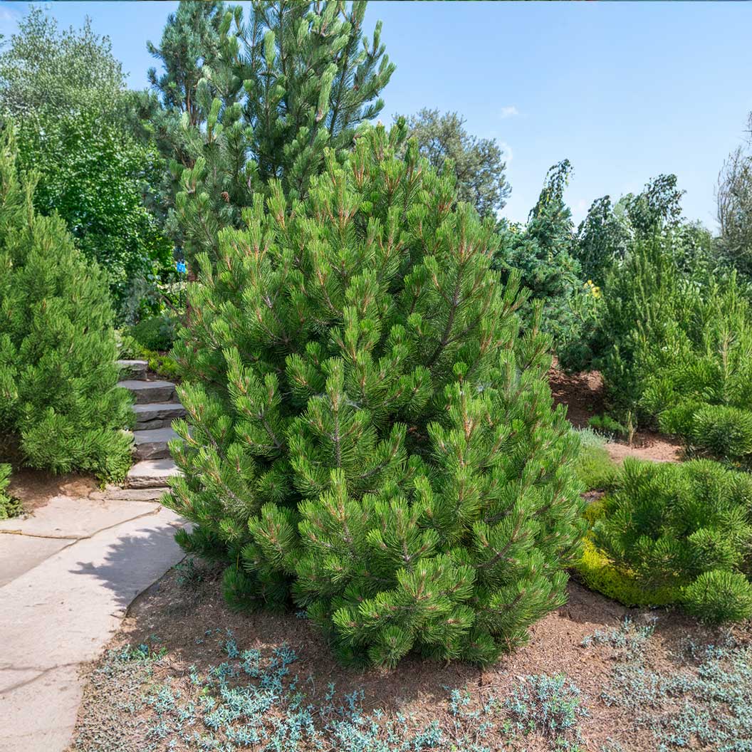 Compact Gem Bosnian Pine Tree 1 Compact Gem Bosnian Pine Tree
