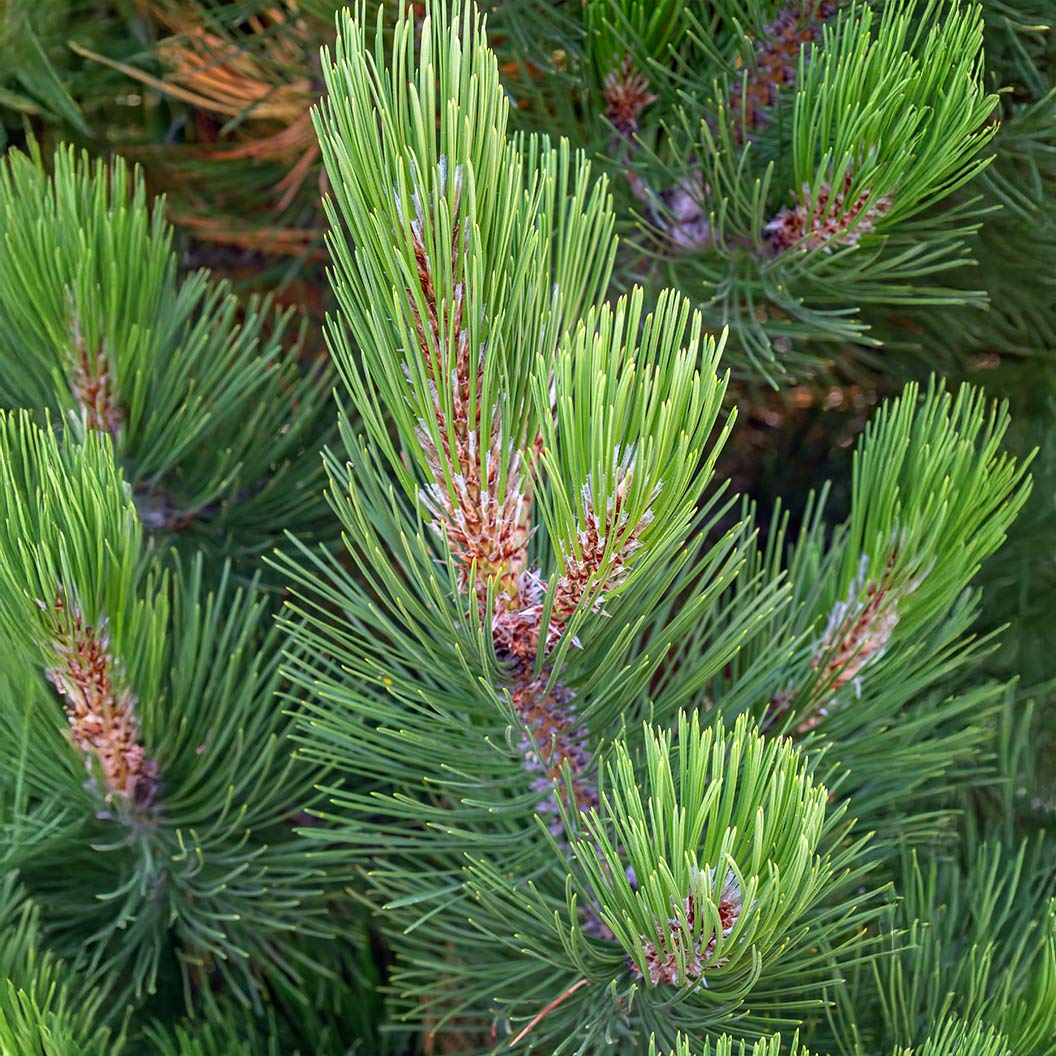 Compact Gem Bosnian Pine Tree 3 Compact Gem Bosnian Pine Tree