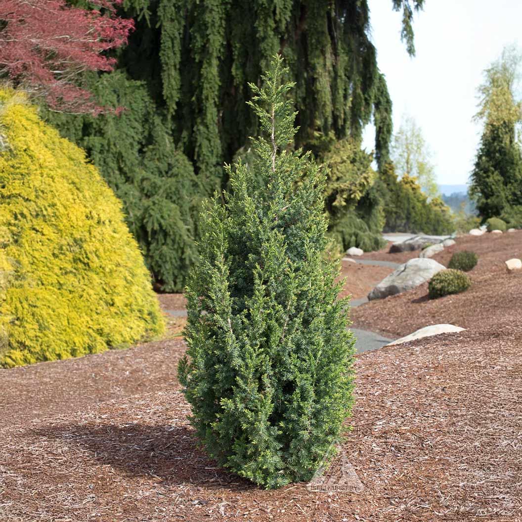 Star Power® Juniper Tree 2 Star Power® Juniper Tree