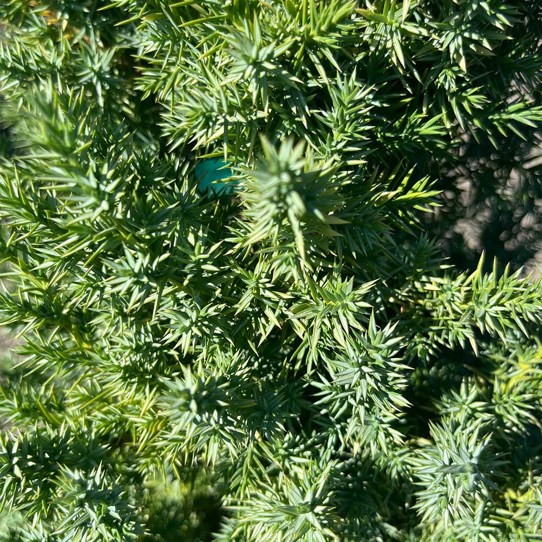 Star Power® Juniper Tree 3 Star Power® Juniper Tree