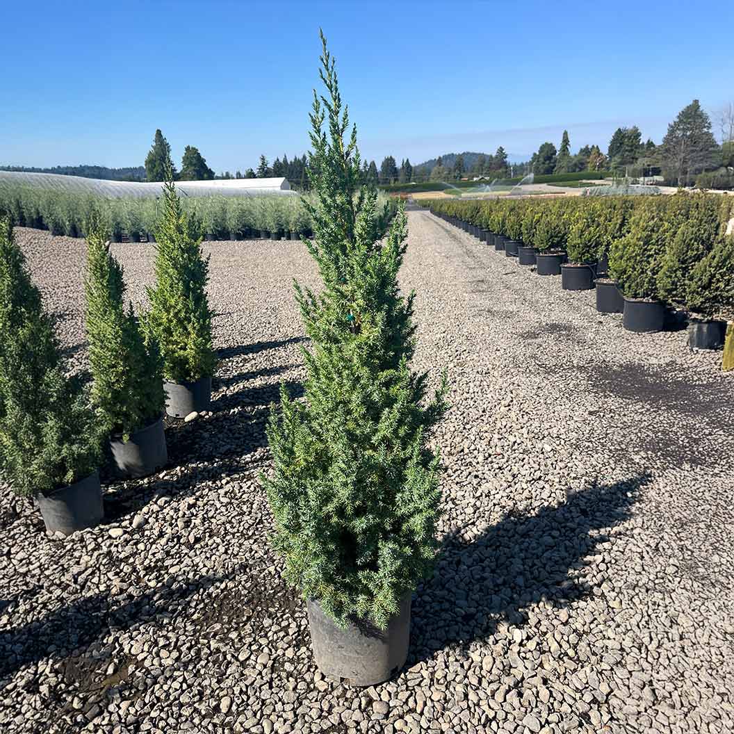 Star Power® Juniper Tree 4 Star Power® Juniper Tree