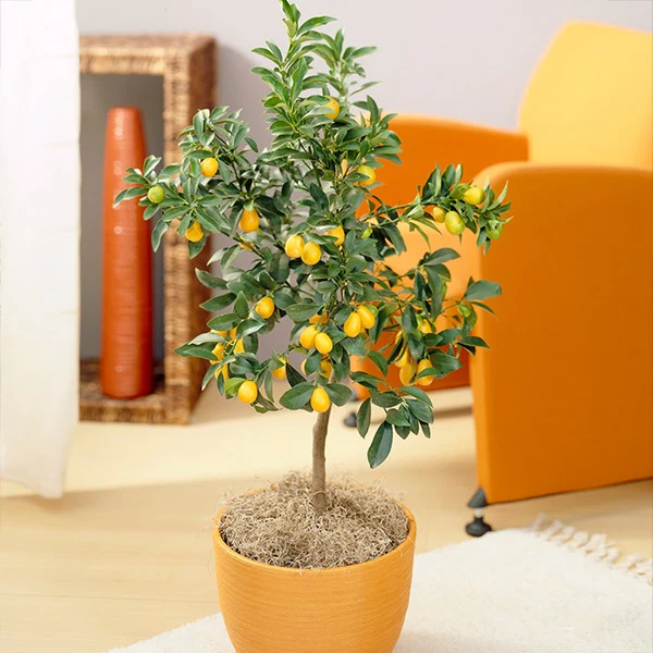 Nagami Kumquat Tree 1 Nagami Kumquat Tree