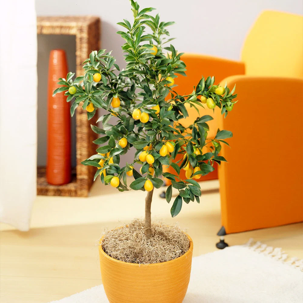 Nagami Kumquat Tree 2 Nagami Kumquat Tree