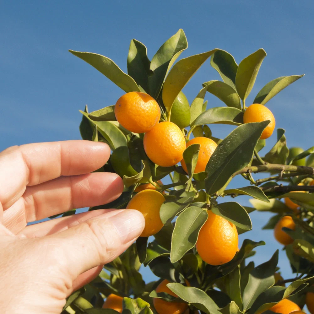Nagami Kumquat Tree 3 Nagami Kumquat Tree