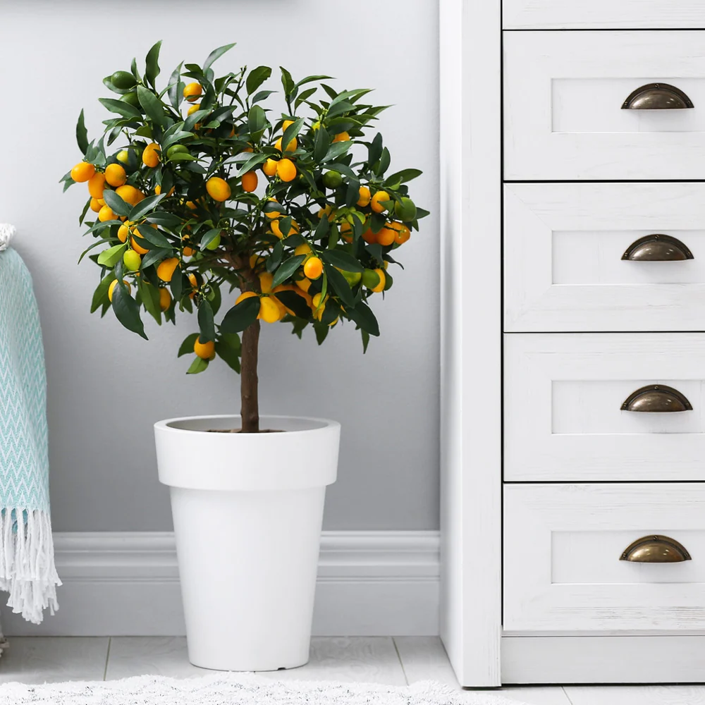 Nagami Kumquat Tree 4 Nagami Kumquat Tree