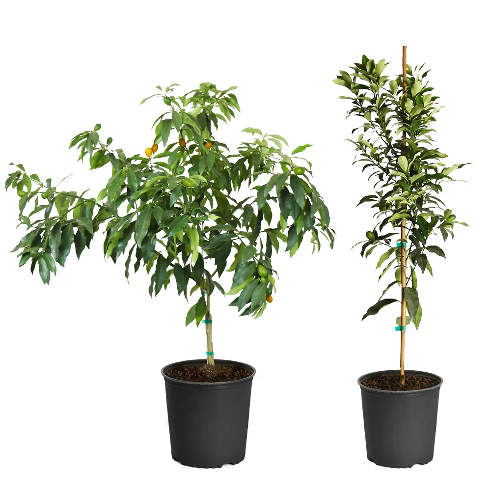 Nagami Kumquat Tree 5 Nagami Kumquat Tree