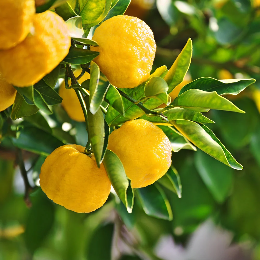 Yuzu Tree 2 Yuzu Tree