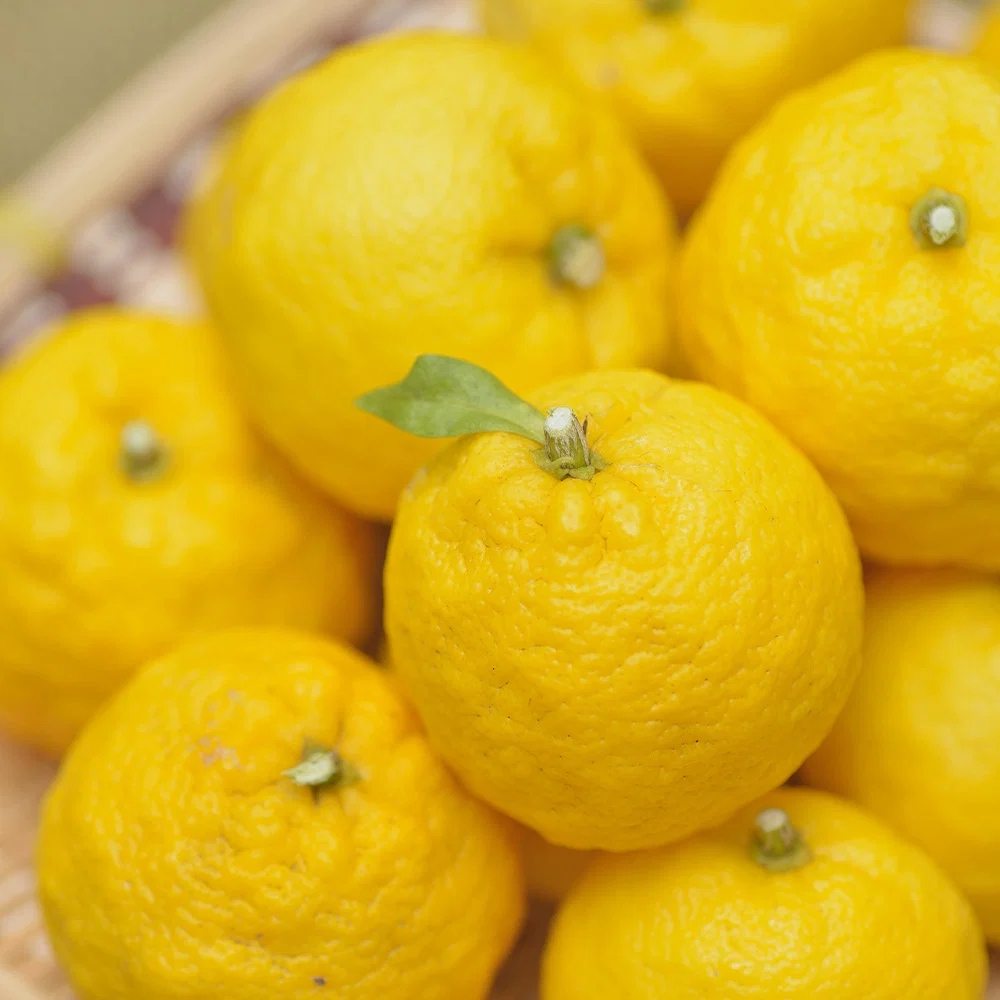 Yuzu Tree 4 Yuzu Tree