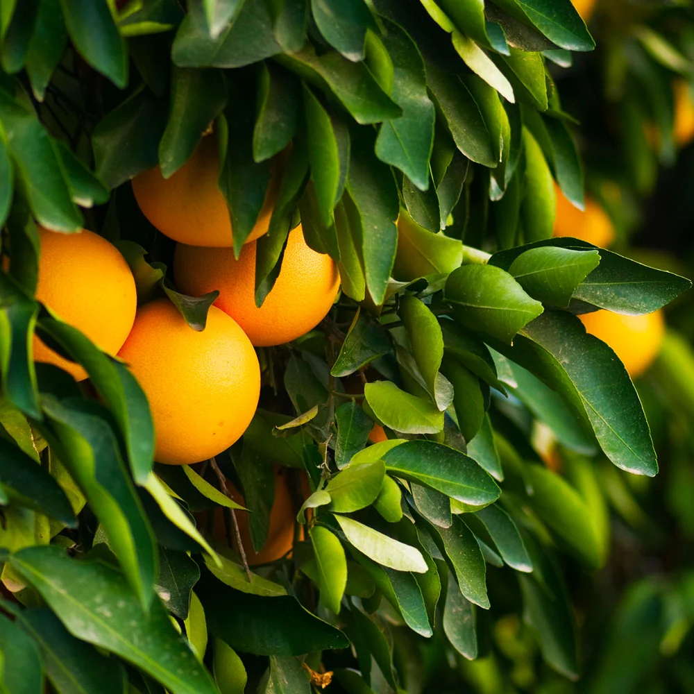 Ruby Red Grapefruit Tree 3 Ruby Red Grapefruit Tree