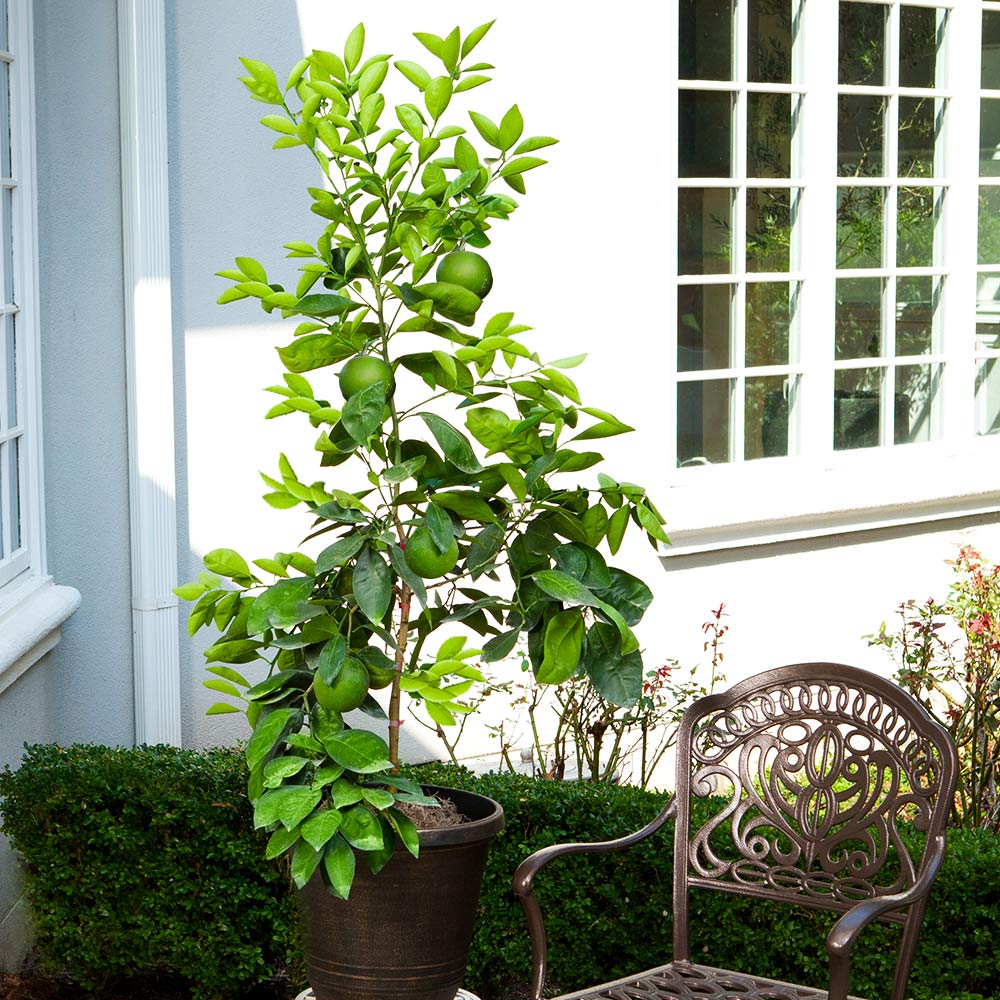 Ruby Red Grapefruit Tree 5 Ruby Red Grapefruit Tree