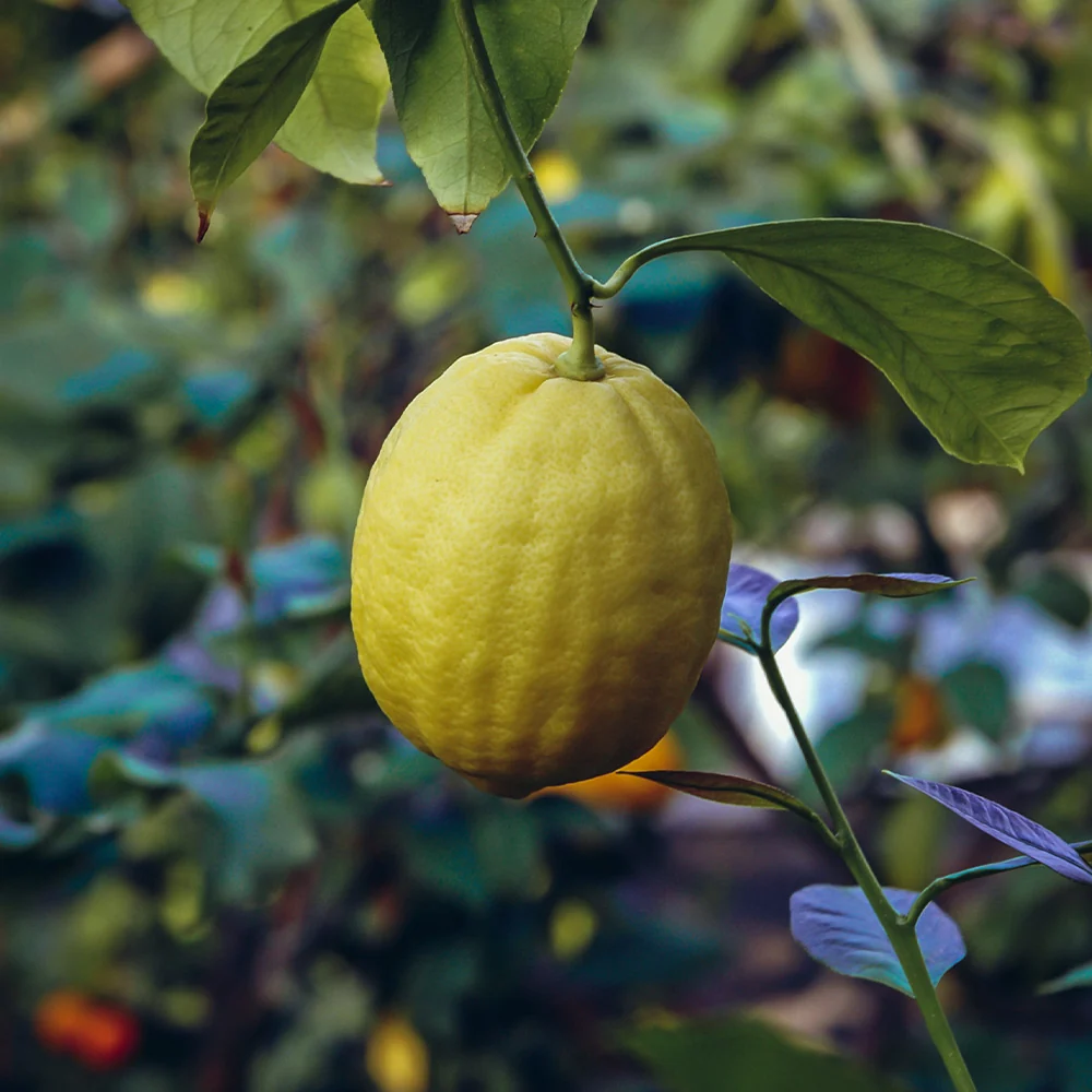 Ponderosa Lemon Tree 1 Ponderosa Lemon Tree
