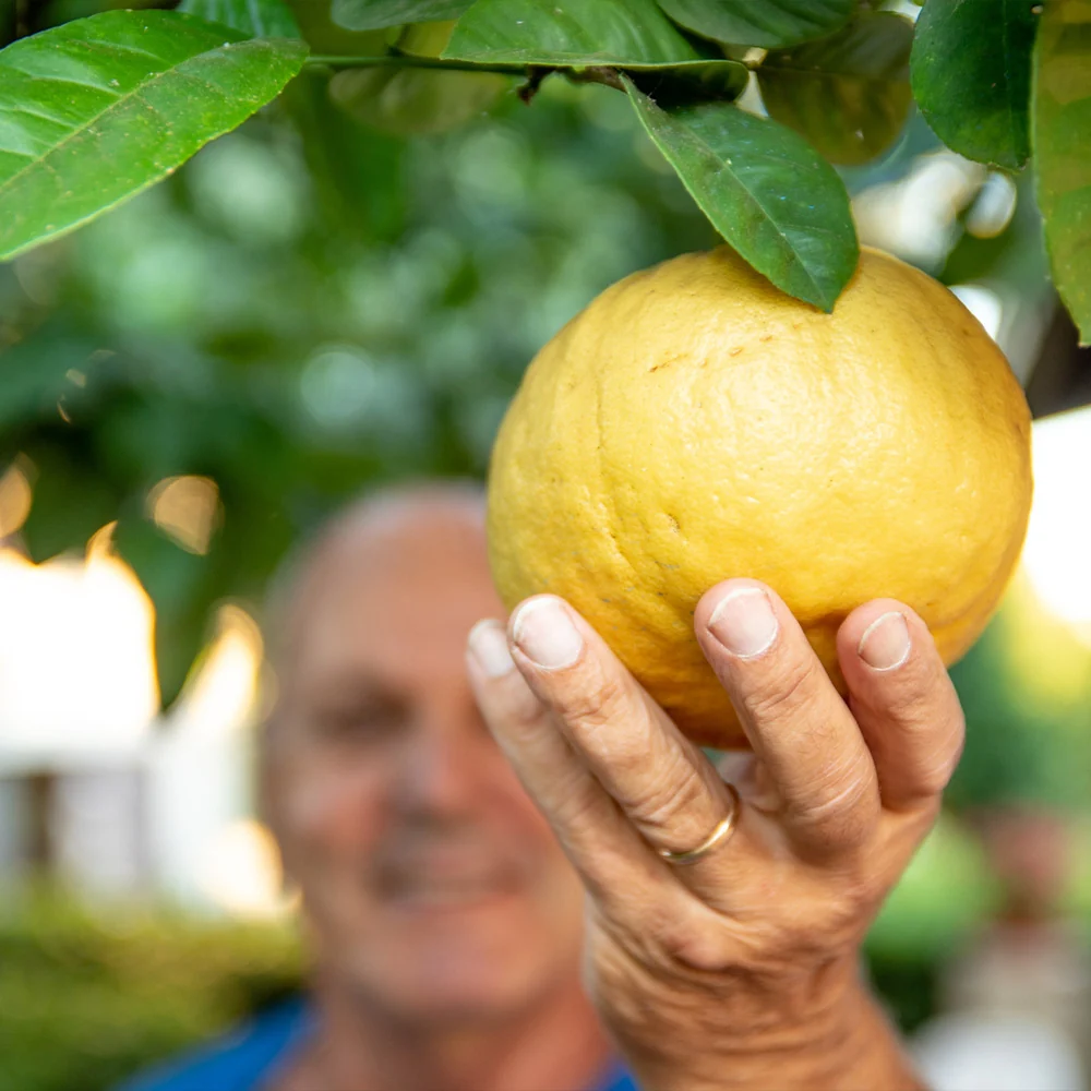 Ponderosa Lemon Tree 3 Ponderosa Lemon Tree
