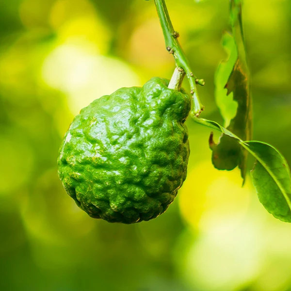 Kaffer 'Kieffer' Lime Tree 1 Kaffer 'Kieffer' Lime Tree