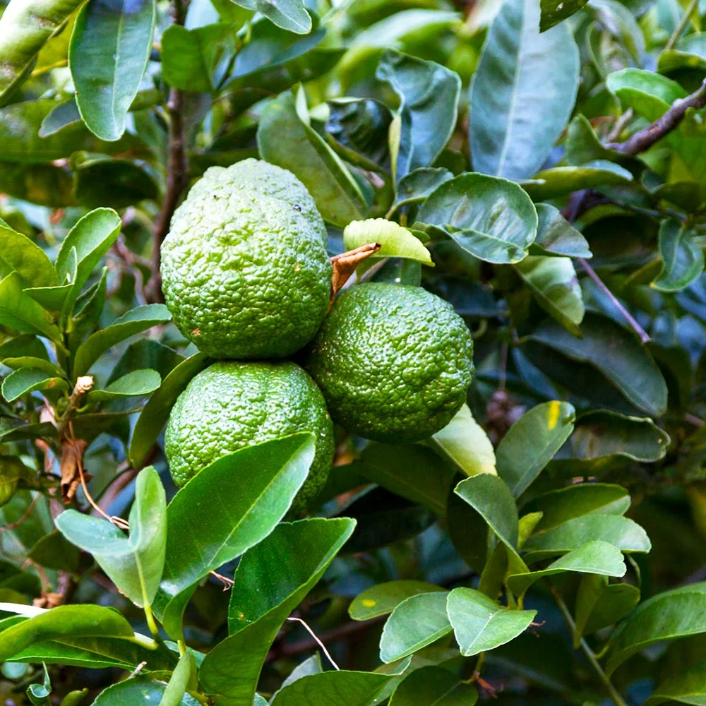 Kaffer 'Kieffer' Lime Tree 3 Kaffer 'Kieffer' Lime Tree