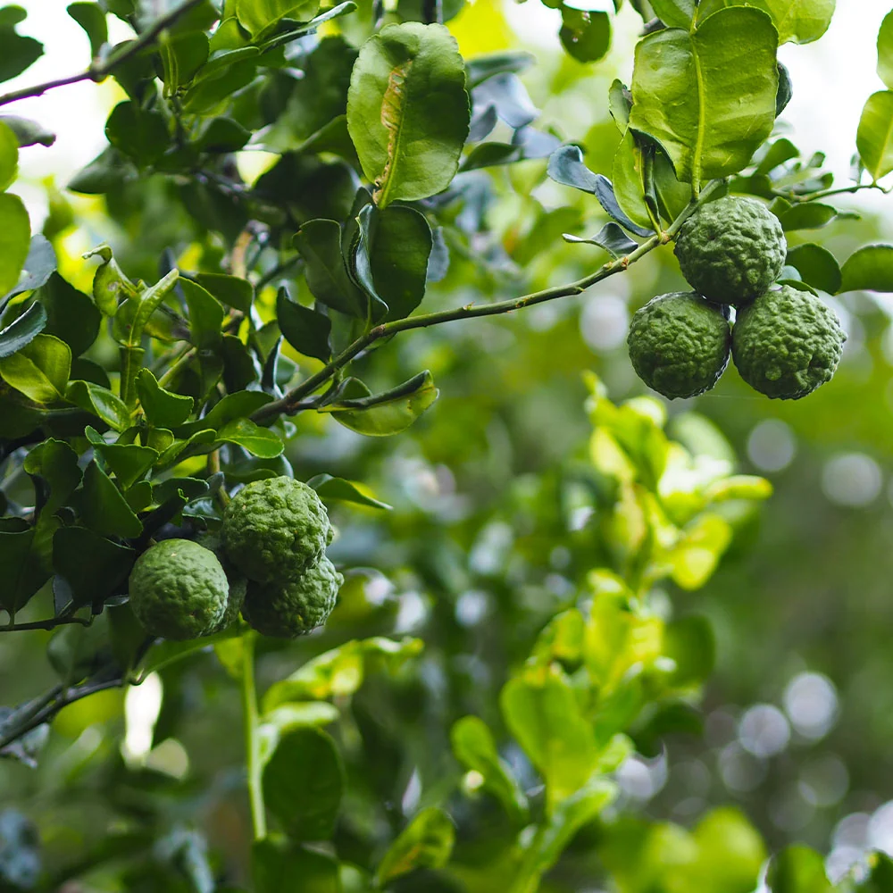 Kaffer 'Kieffer' Lime Tree 4 Kaffer 'Kieffer' Lime Tree