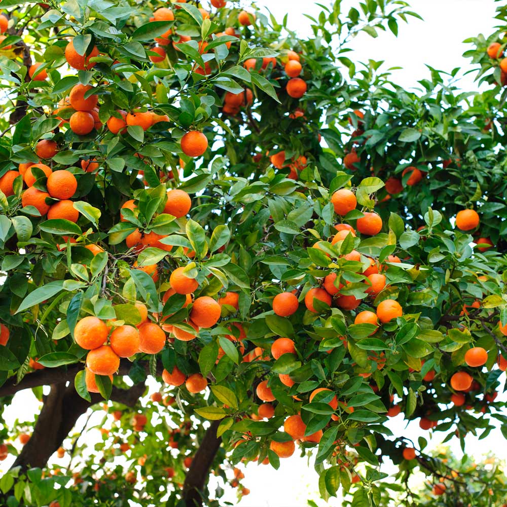 Hamlin Sweet Orange Tree 2 Hamlin Sweet Orange Tree