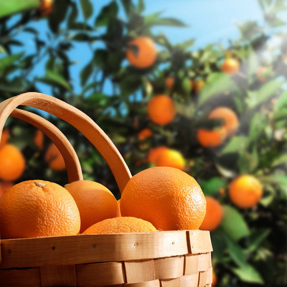 Hamlin Sweet Orange Tree 3 Hamlin Sweet Orange Tree