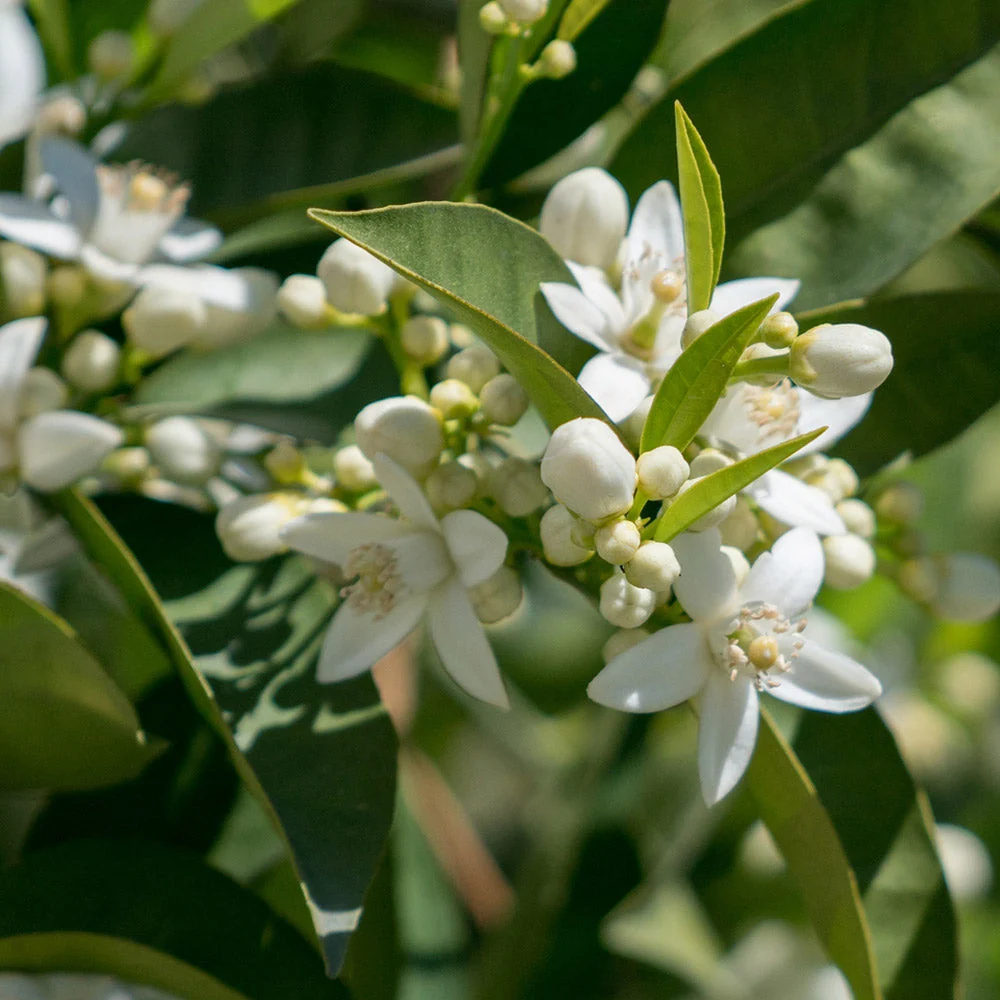 Hamlin Sweet Orange Tree 4 Hamlin Sweet Orange Tree