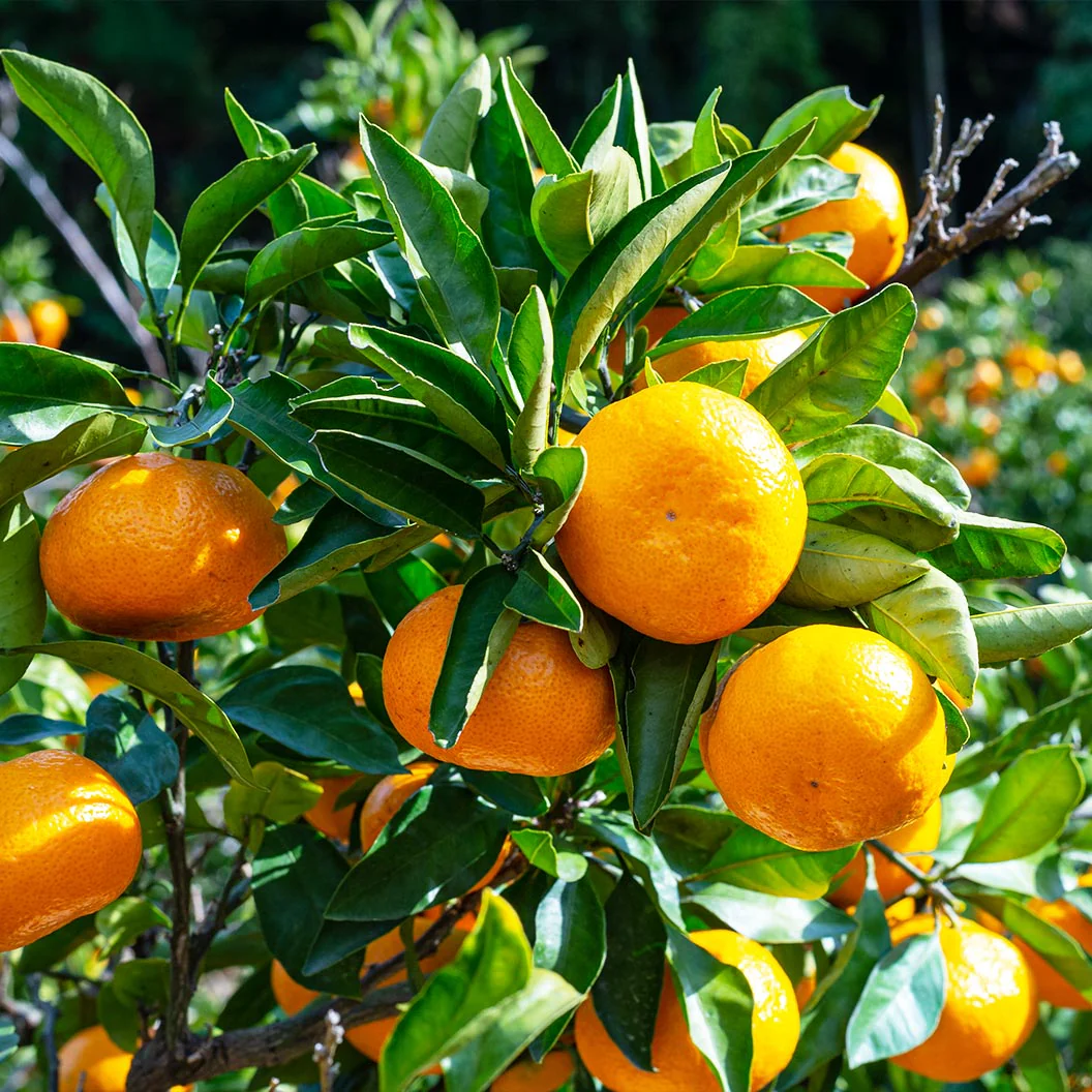 Xie Shan Satsuma Tree 2 Xie Shan Satsuma Tree