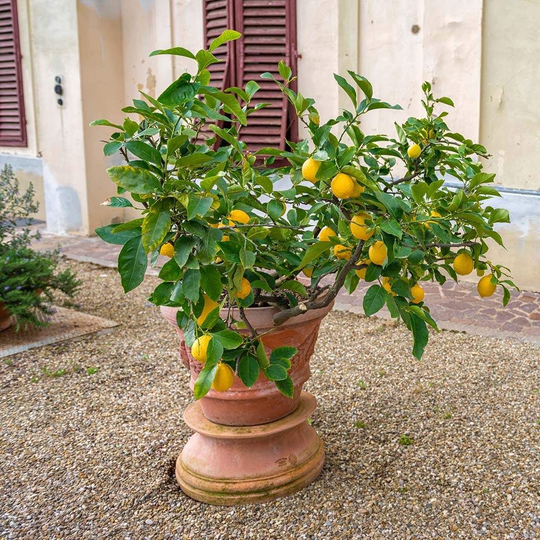 Genoa (Italian) Lemon Tree 2 Genoa (Italian) Lemon Tree