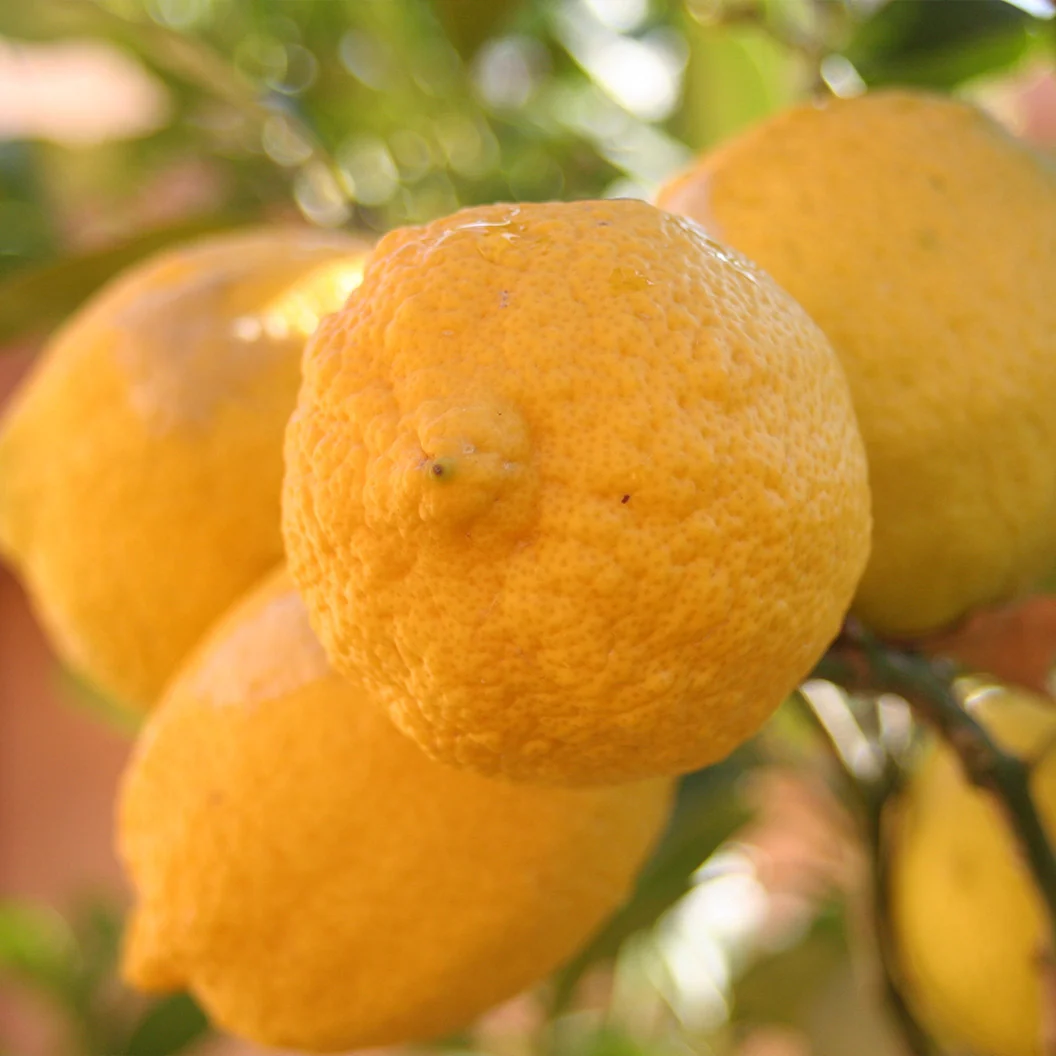 Genoa (Italian) Lemon Tree 3 Genoa (Italian) Lemon Tree