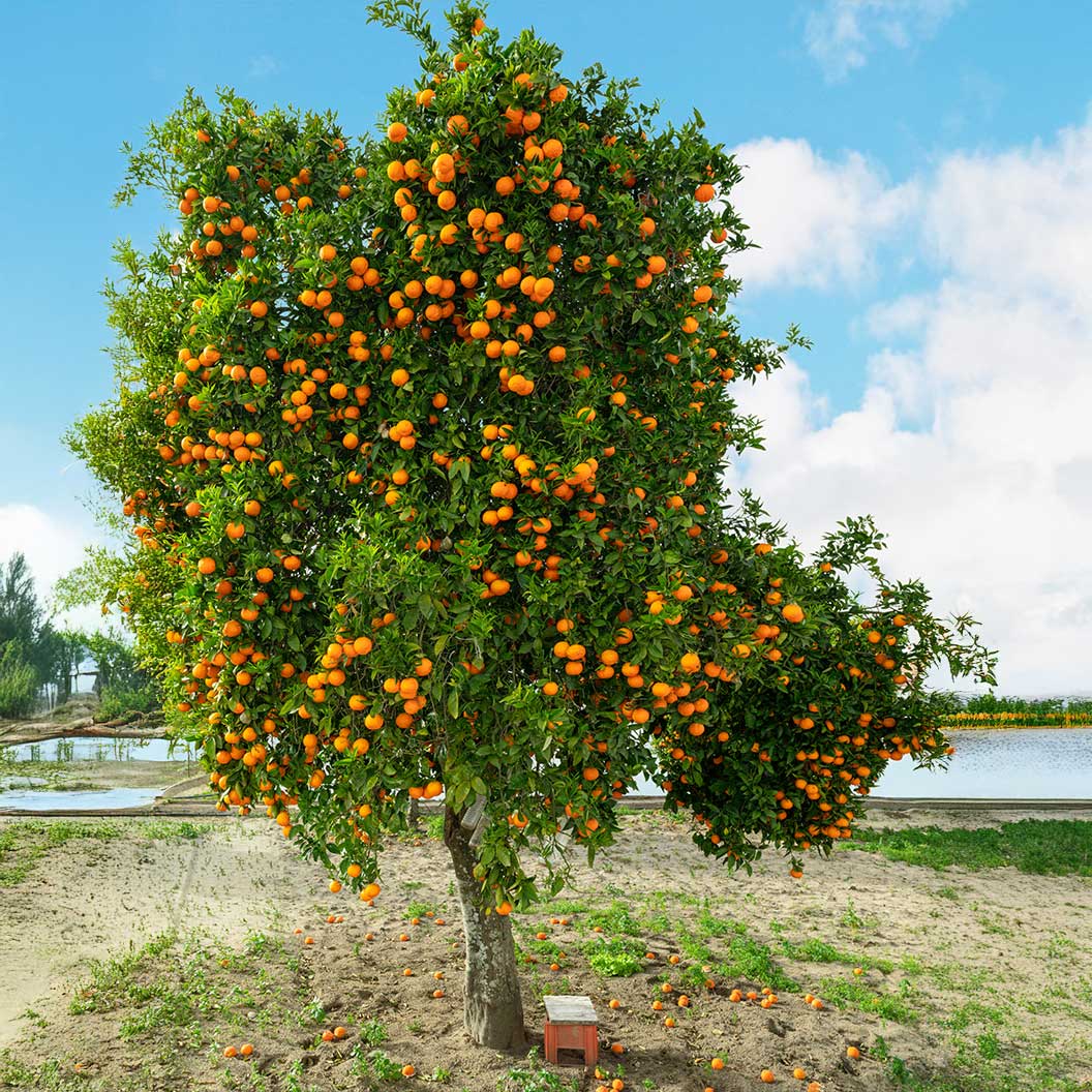 Autumn Gold Navel Orange Tree