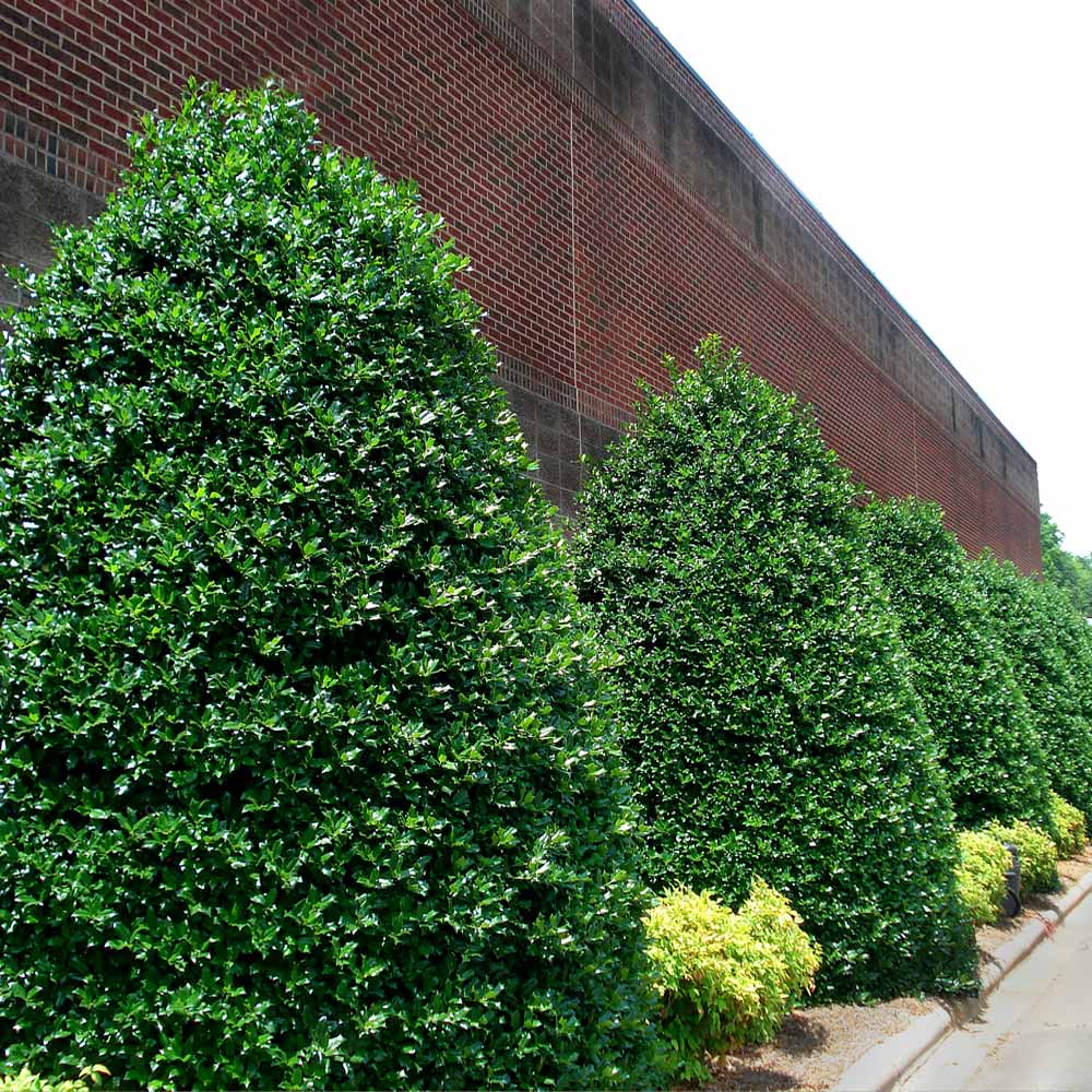 Nellie Stevens Holly Shrub 2 Nellie Stevens Holly Shrub