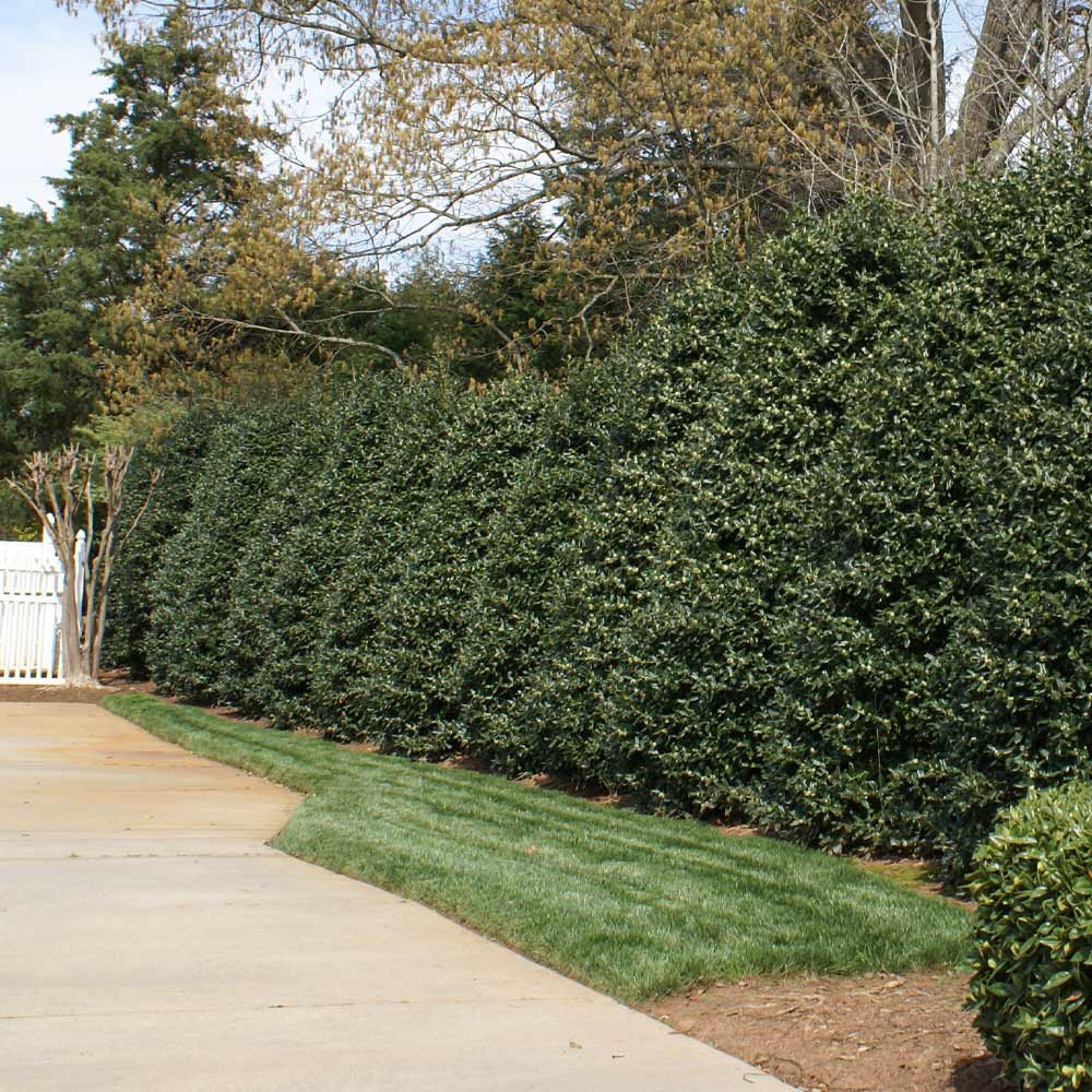 Nellie Stevens Holly Shrub 3 Nellie Stevens Holly Shrub