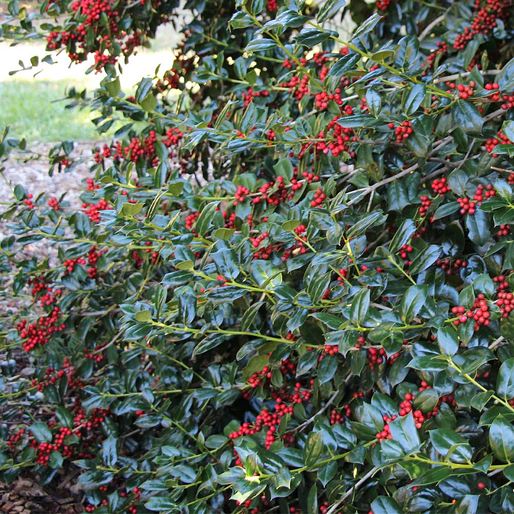 Nellie Stevens Holly Shrub 4 Nellie Stevens Holly Shrub