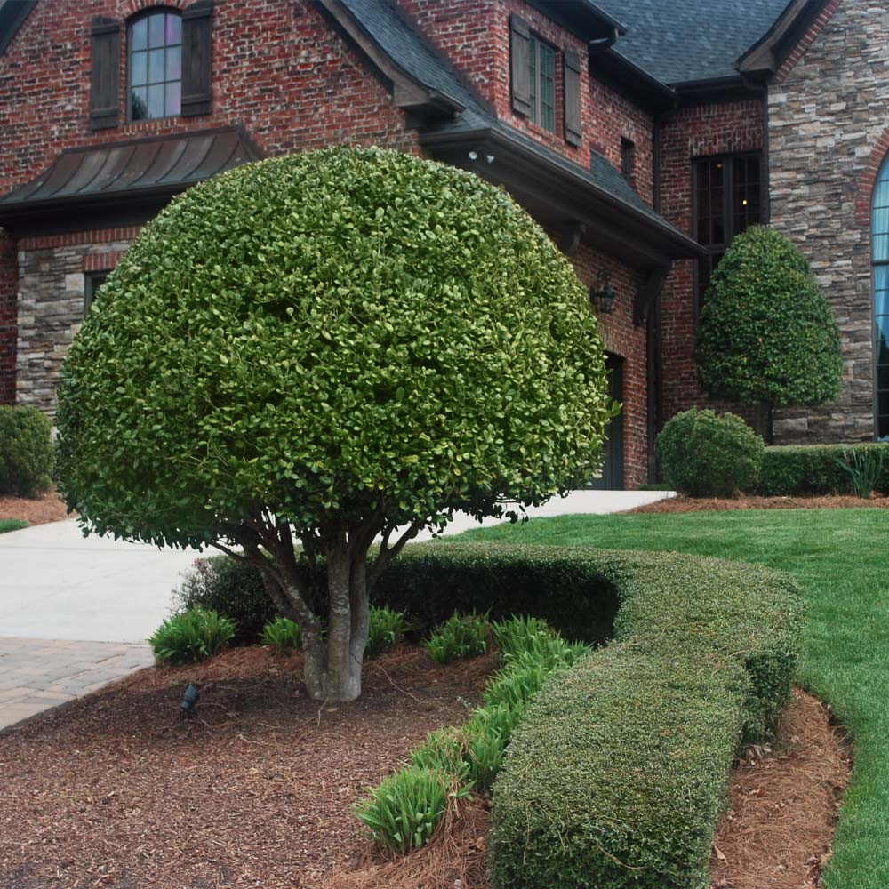 Nellie Stevens Holly Shrub 5 Nellie Stevens Holly Shrub