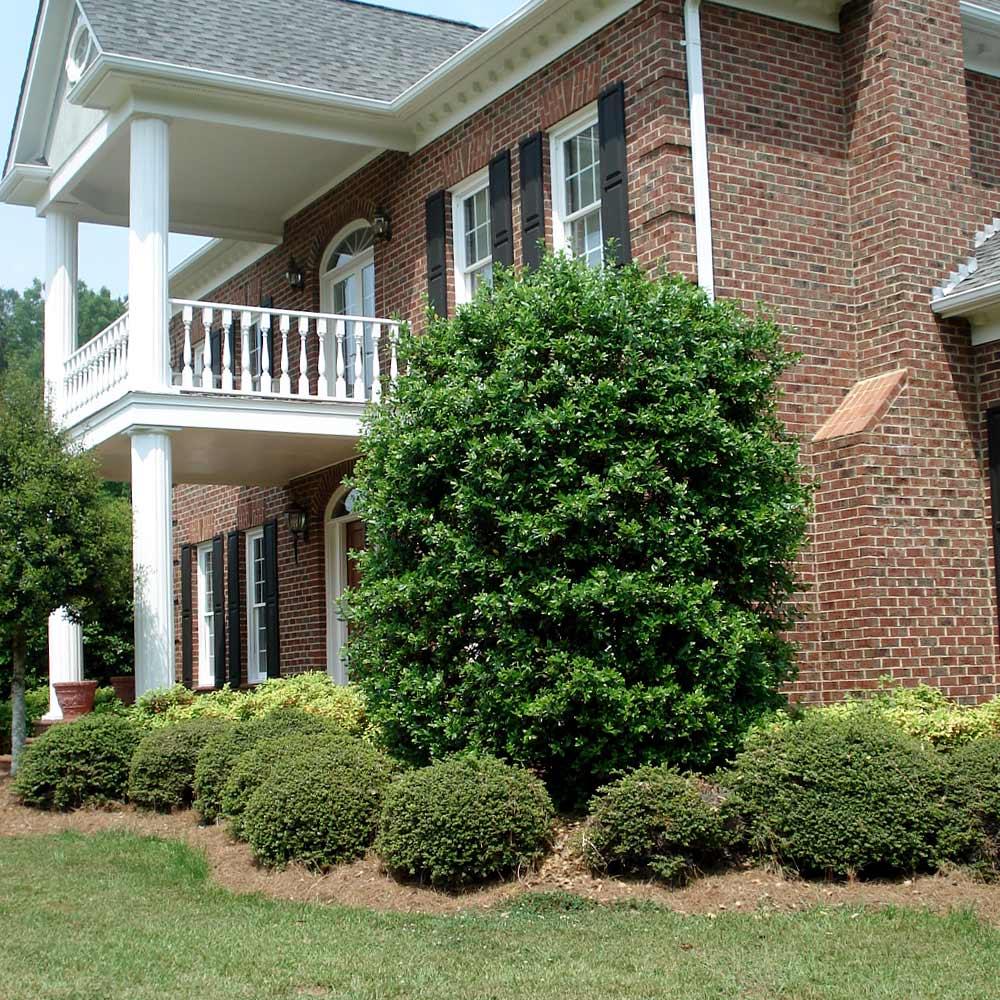 Nellie Stevens Holly Shrub 6 Nellie Stevens Holly Shrub