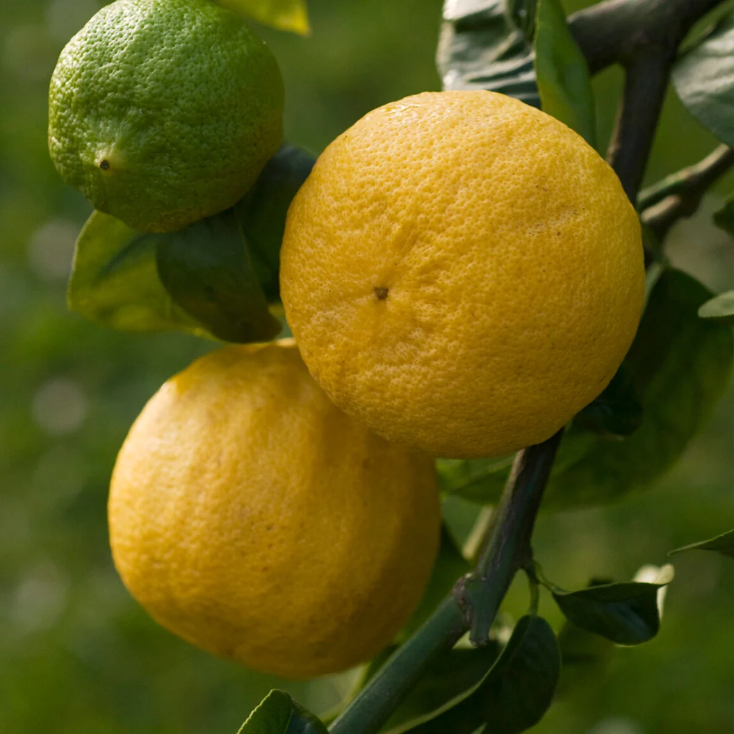 Bergamot Orange Tree 3 Bergamot Orange Tree