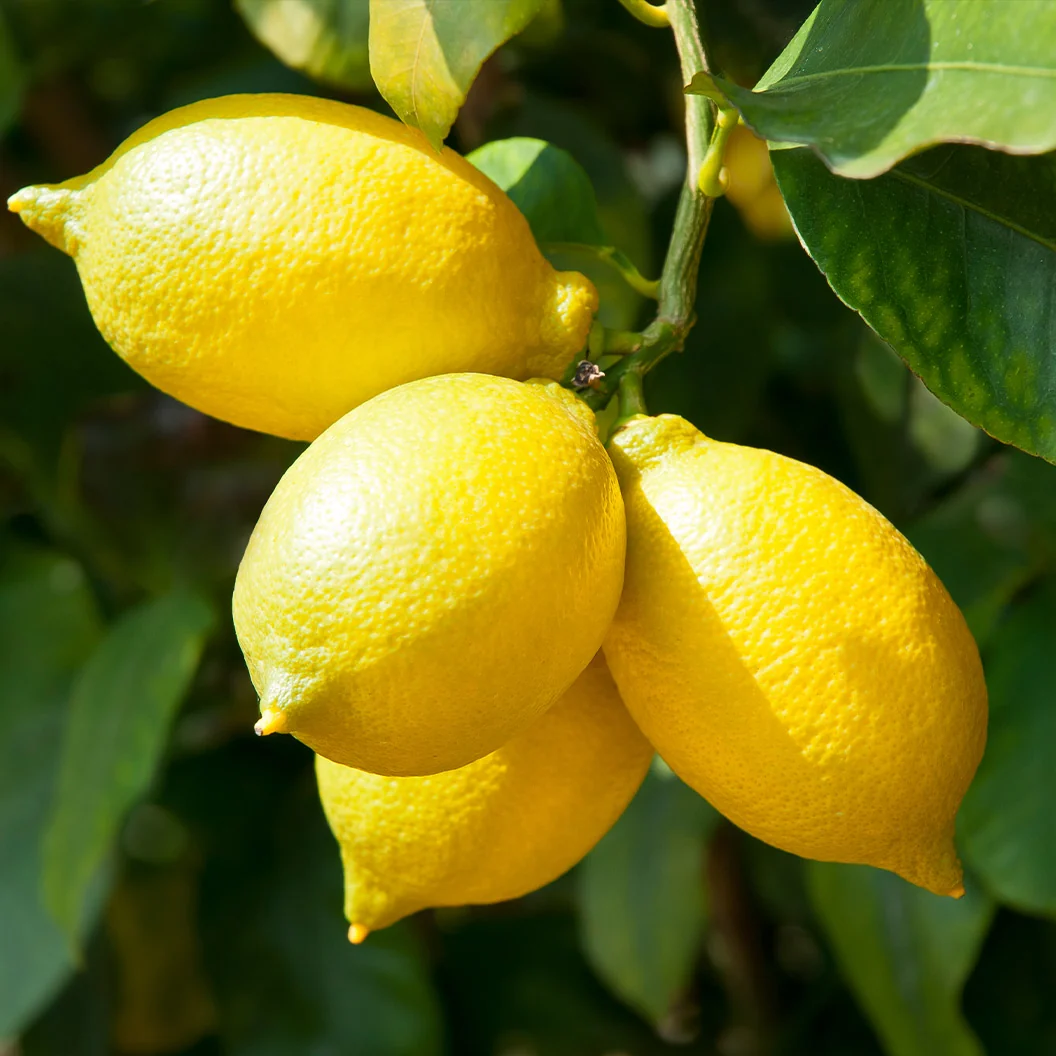 Santa Teresa Lemon Tree 2 Santa Teresa Lemon Tree