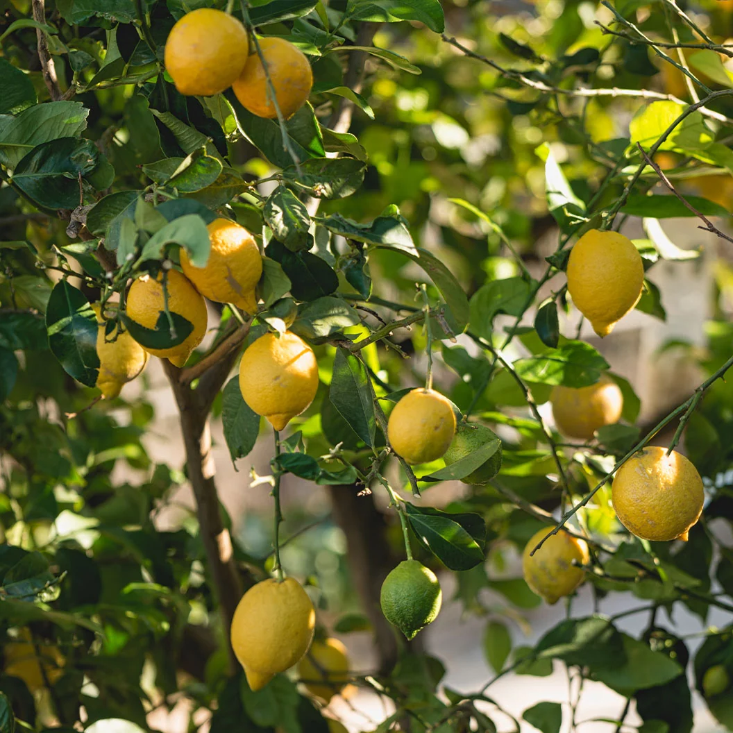 Santa Teresa Lemon Tree 3 Santa Teresa Lemon Tree