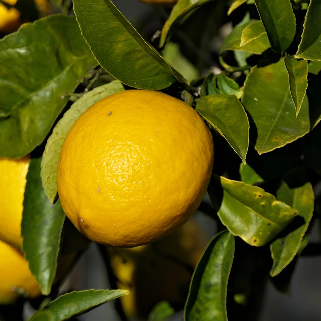 New Zealand Lemonade Tree 2 New Zealand Lemonade Tree