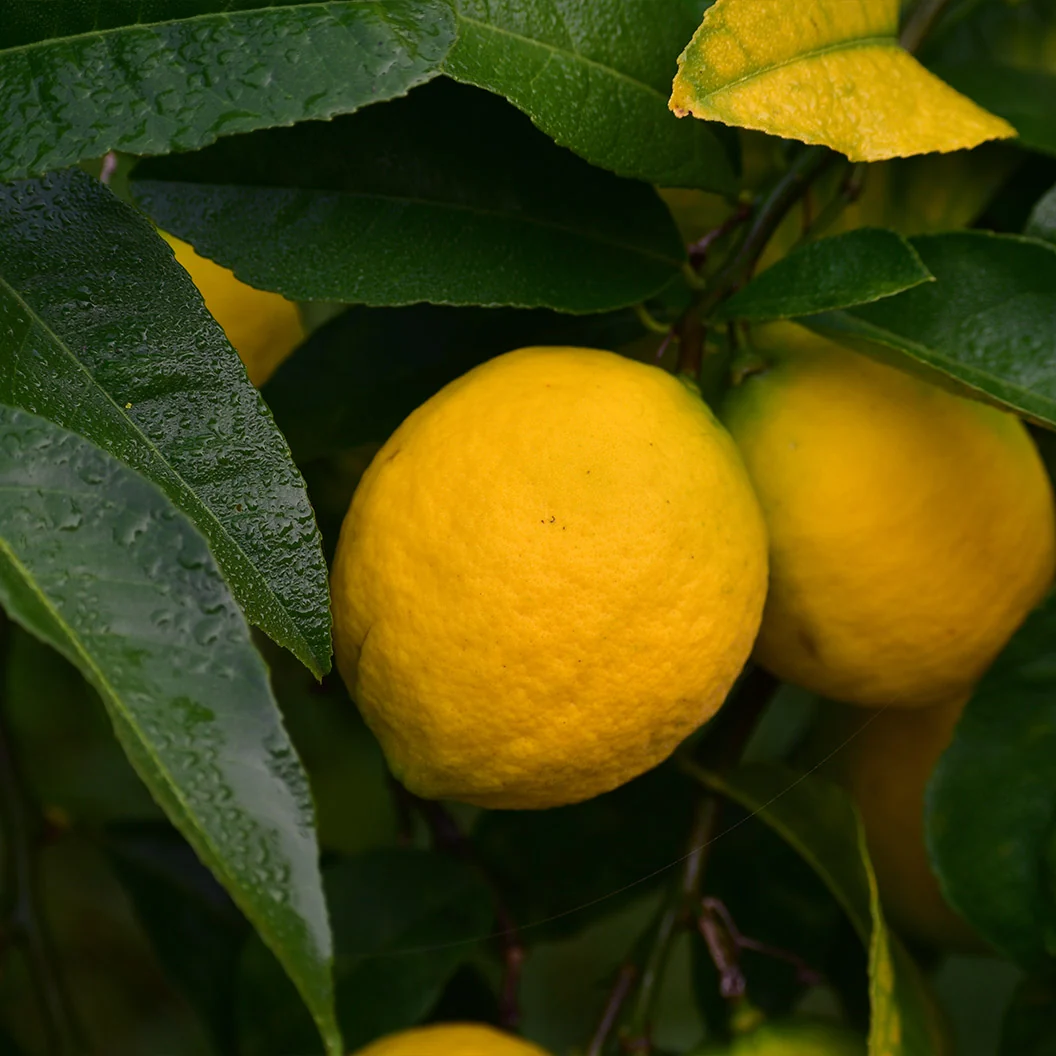 New Zealand Lemonade Tree 3 New Zealand Lemonade Tree