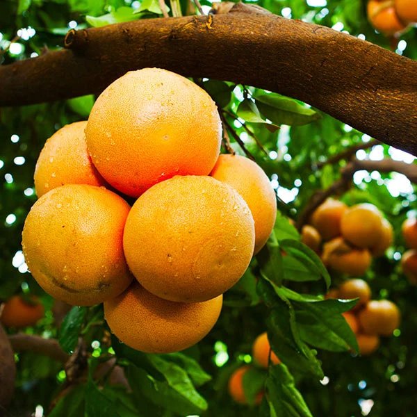 Rio Red Grapefruit Tree