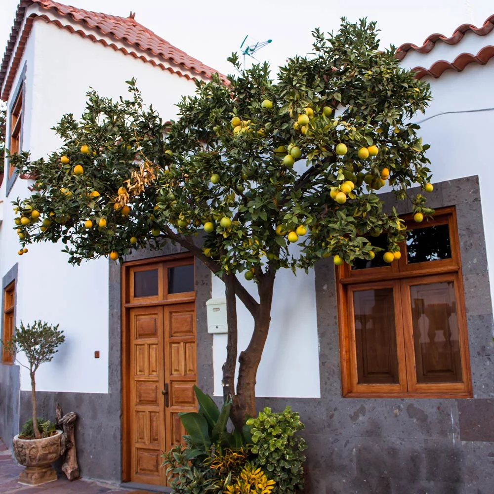 Rio Red Grapefruit Tree 3 Rio Red Grapefruit Tree