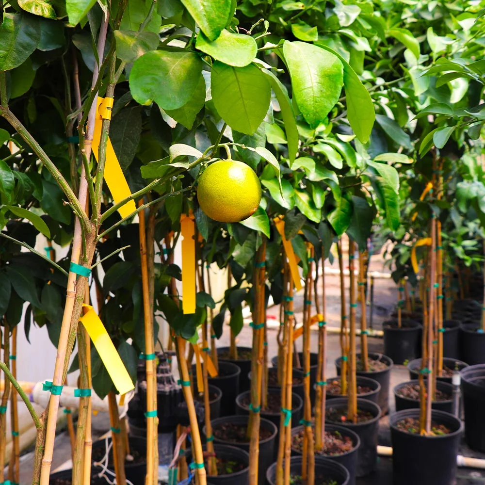 Rio Red Grapefruit Tree 5 Rio Red Grapefruit Tree