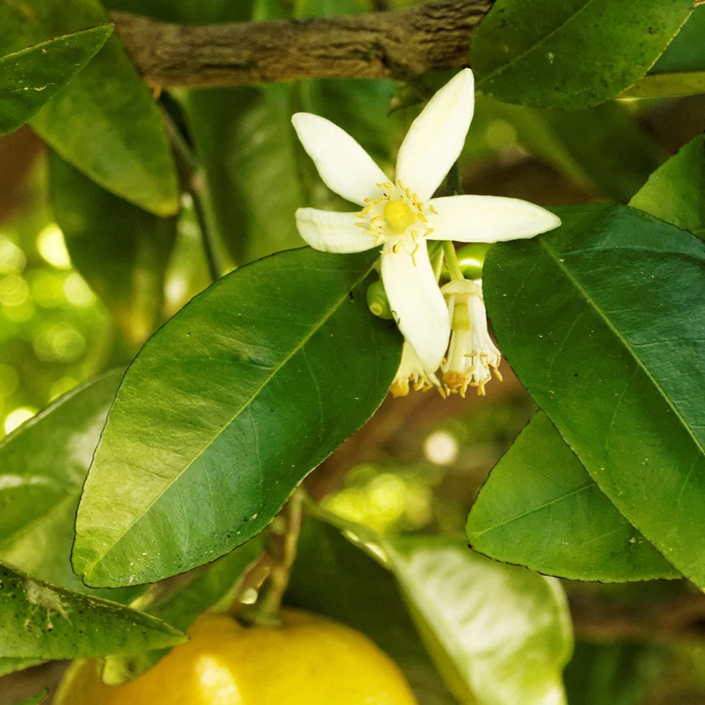 Rio Red Grapefruit Tree 6 Rio Red Grapefruit Tree