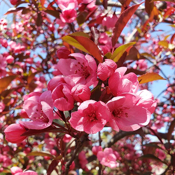 Proven Winners® Show Time™ Crabapple Tree 1 Proven Winners® Show Time™ Crabapple Tree