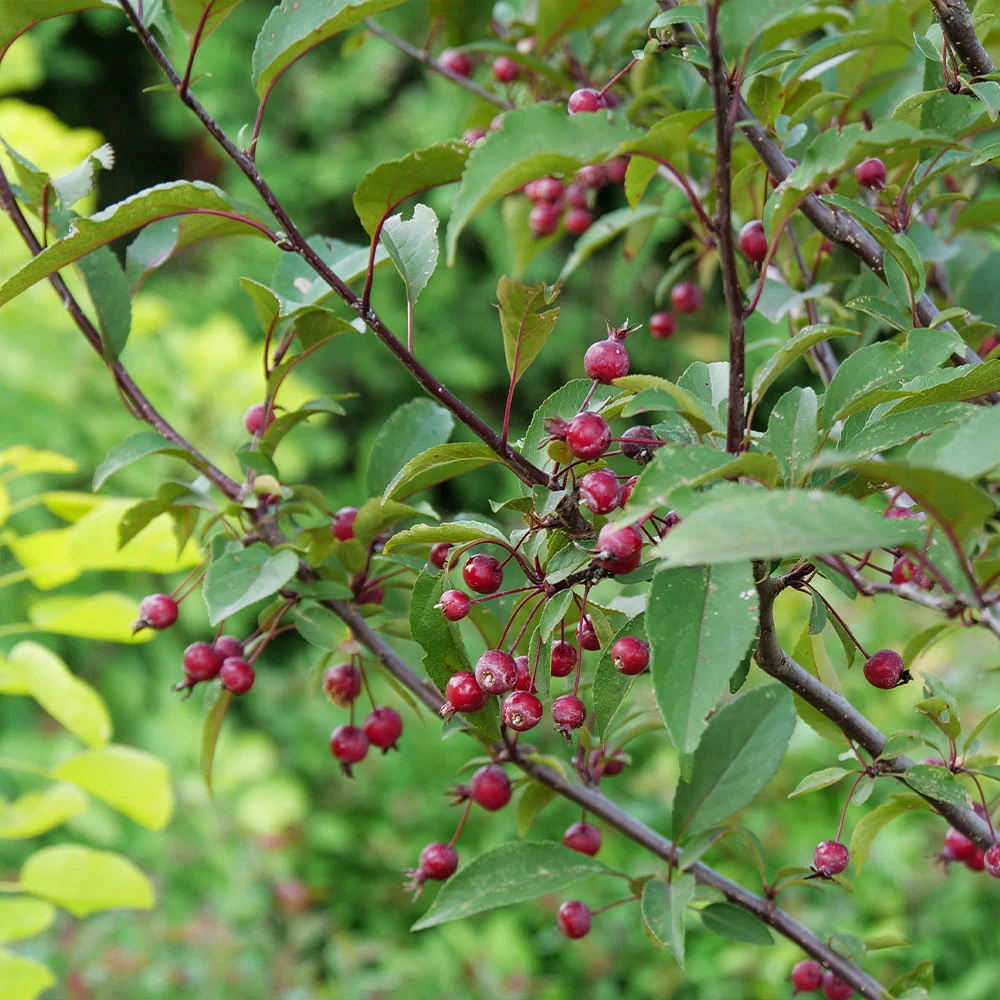 Proven Winners® Show Time™ Crabapple Tree 3 Proven Winners® Show Time™ Crabapple Tree