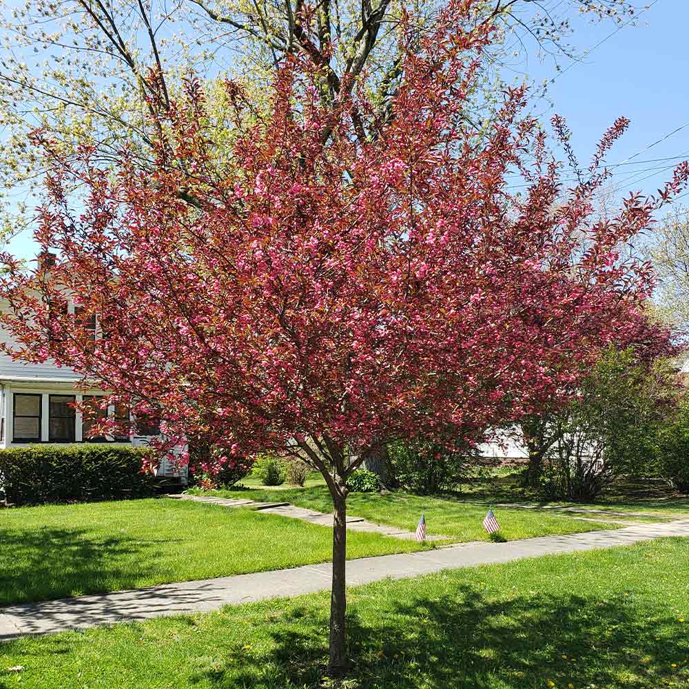 Proven Winners® Show Time™ Crabapple Tree 4 Proven Winners® Show Time™ Crabapple Tree