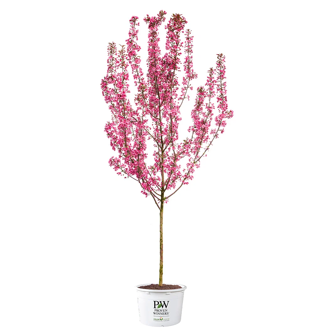 Proven Winners® Show Time™ Crabapple Tree 5 Proven Winners® Show Time™ Crabapple Tree