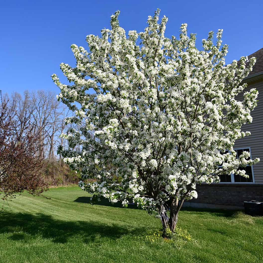 Red Jewel® Crabapple Tree