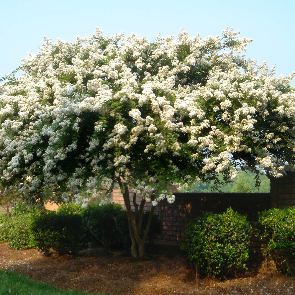 Natchez Crape Myrtle Tree 2 Natchez Crape Myrtle Tree